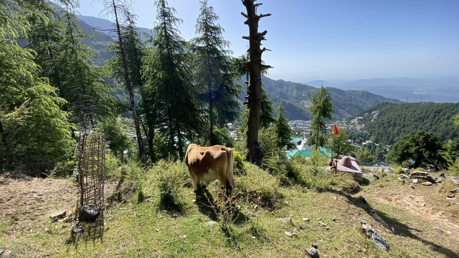 A brown cow grazing on a hillside among pine trees, with a town far below in the valley